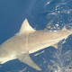 Bull shark.